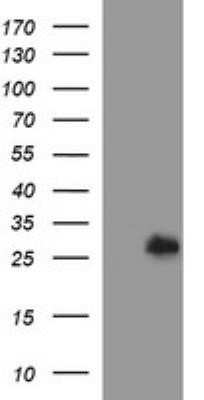 Flow Cytometry: DTD1 Antibody (OTI1E1) - Azide and BSA Free [NBP2-72335] - HEK293T cells were transfected with the pCMV6-ENTRY control (Left lane) or pCMV6-ENTRY DTD1( Right lane) cDNA for 48 hrs and lysed. Equivalent amounts of cell lysates (5 ug per lane) were separated by SDS-PAGE and immunoblotted with anti-DTD1.