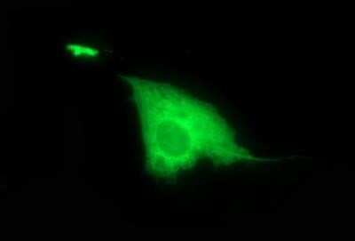 Immunocytochemistry/Immunofluorescence: DTD1 Antibody (OTI1E1) - Azide and BSA Free [NBP2-72335]