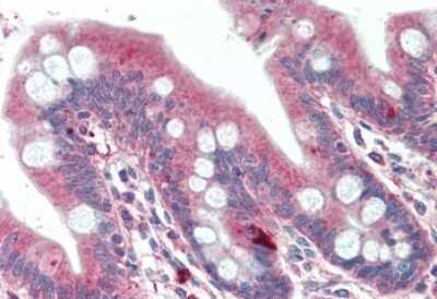 Immunohistochemistry-Paraffin: DTX2 Antibody [NBP1-52144] - 5ug/ml staining of paraffin embedded Human Small Intestine. Steamed antigen retrieval with citrate buffer pH 6, AP-staining.