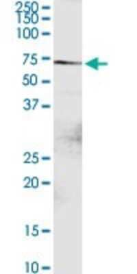 Western Blot: DTX2 Antibody [H00113878-D01P] - Analysis of DTX2 expression in mouse brain.