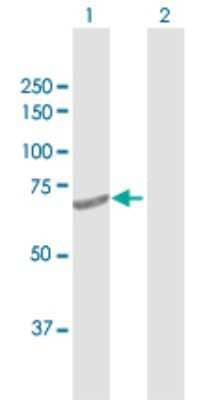 Western Blot: DTX2 Antibody [H00113878-D01P] - Analysis of DTX2 expression in transfected 293T cell line by DTX2 polyclonal antibody.Lane 1: DTX2 transfected lysate(67.20 KDa).Lane 2: Non-transfected lysate.