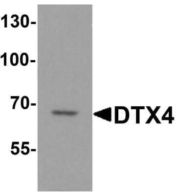 Western Blot DTX4 Antibody - BSA Free