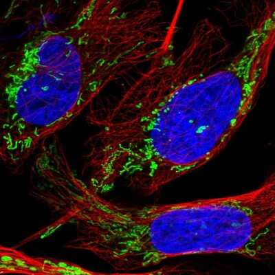 Immunocytochemistry/Immunofluorescence: DTYMK Antibody [NBP1-91851] - Immunofluorescent staining of human cell line U-2 OS shows localization to mitochondria.