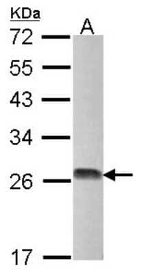 Western Blot: DTYMK Antibody [NBP2-16231] - Sample (30 ug of whole cell lysate) A: Raji 12% SDS PAGE gel, diluted at 1:1000.