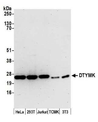 Western Blot: DTYMK Antibody [NBP2-59095] - Detection of human and mouse DTYMK by western blot. Samples: Whole cell lysate (15 ug) from HeLa, 293T, Jurkat, mouse TCMK-1, and mouse NIH3T3 cells prepared using NETN lysis buffer. Antibody: Affinity purified rabbit anti-DTYMK antibody NBP2-59095 used for WB at 1:1000. Detection: Chemiluminescence with an exposure time of 30 seconds.