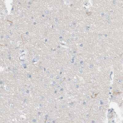 Immunohistochemistry-Paraffin: DUOX1 Antibody [NBP1-81301] - Staining of human cerebral cortex shows weak cytoplasmic positivity in a subset of neurons.