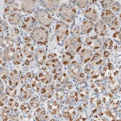 Immunohistochemistry-Paraffin: DUOX1 Antibody [NBP1-81301] - Staining of human stomach shows moderate cytoplasmic positivity in glandular cells.