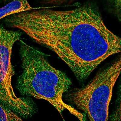 Immunocytochemistry/ Immunofluorescence DUS2L Antibody - BSA Free