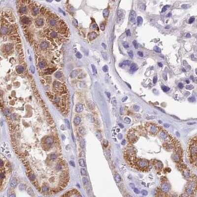 Immunohistochemistry-Paraffin: DUS2L Antibody [NBP1-91852] - Staining of human kidney.