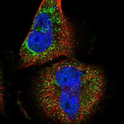 Immunocytochemistry/ Immunofluorescence DUS4L Antibody