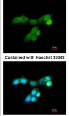 Immunocytochemistry/ Immunofluorescence DUSP10 Antibody