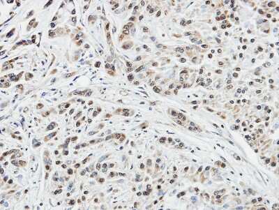 Immunohistochemistry-Paraffin DUSP10 Antibody