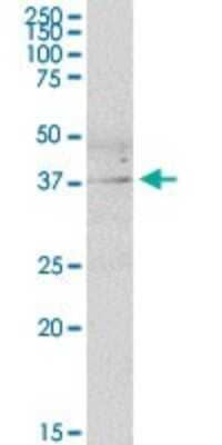 Western Blot DUSP11 Antibody