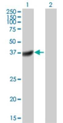 Western Blot DUSP11 Antibody