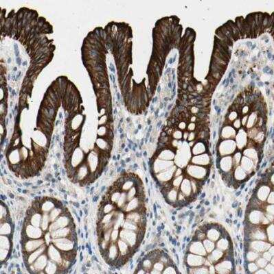 Immunohistochemistry-Paraffin: DUSP12 Antibody [NBP1-84961] - Staining of human colon shows strong luminal membranous and cytoplasmic positivity in glandular cells.