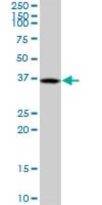 Western Blot DUSP12 Antibody