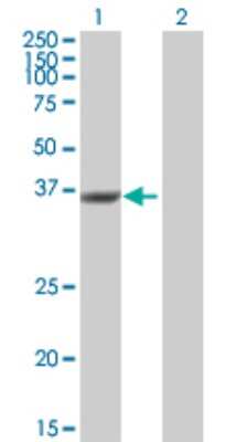 Western Blot: DUSP12 Antibody [H00011266-B01P] - Analysis of DUSP12 expression in transfected 293T cell line by DUSP12 polyclonal antibody.  Lane 1: DUSP12 transfected lysate(37.4 KDa). Lane 2: Non-transfected lysate.