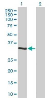 Western Blot DUSP12 Antibody