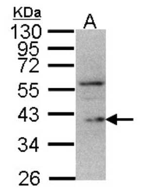 Western Blot: DUSP12 Antibody [NBP1-31197] - Sample (30 ug of whole cell lysate) A: H1299 10% SDS PAGE DUSP12 antibody GTX109287 diluted at 1:500.
