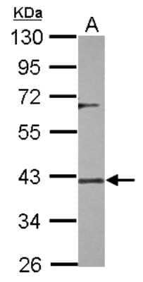 Western Blot: DUSP12 Antibody [NBP2-16236] - Sample (30 ug of whole cell lysate) A: HeLa 10% SDS PAGE gel, diluted at 1:1000.
