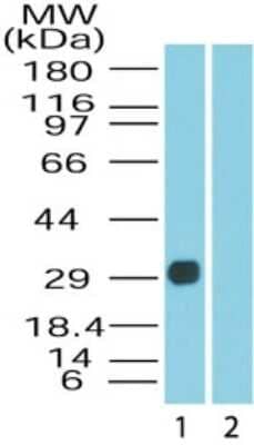 Western Blot: DUSP13 Antibody [NB100-56492] - Analysis of DUSP13 in human skeletal muscle lysate in the 1) absence and 2) presence of immunizing peptide using this antibody at 0.5 ug/ml.