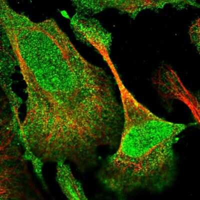 Immunocytochemistry/Immunofluorescence: DUSP14 Antibody [NBP1-81046] - Staining of human cell line U-2 OS shows localization to nucleoplasm & cytosol. Antibody staining is shown in green.
