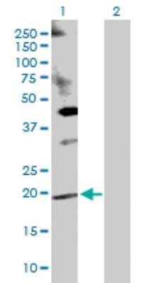Western Blot: DUSP14 Antibody [H00011072-D01P] - Analysis of DUSP14 expression in transfected 293T cell line by DUSP14 polyclonal antibody.Lane 1: DUSP14 transfected lysate(22.30 KDa).Lane 2: Non-transfected lysate.