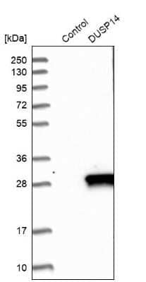 Western Blot: DUSP14 Antibody [NBP1-81046] - Analysis in control (vector only transfected HEK293T lysate) and DUSP14 over-expression lysate (Co-expressed with a C-terminal myc-DDK tag (3.1 kDa) in mammalian HEK293T cells).