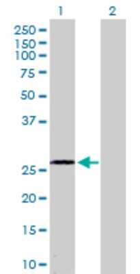 Western Blot: DUSP15 Antibody [H00128853-D01P] - Analysis of DUSP15 expression in transfected 293T cell line by DUSP15 polyclonal antibody.Lane 1: DUSP15 transfected lysate(26.20 KDa).Lane 2: Non-transfected lysate.