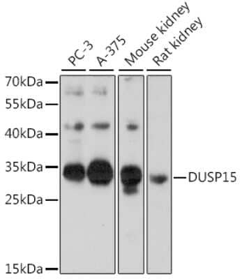 Western Blot DUSP15 Antibody - Azide and BSA Free