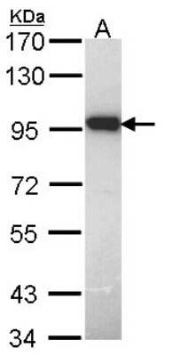 Western Blot: DUSP16 Antibody [NBP1-33747] - Sample (30 ug of whole cell lysate) A: H1299 7. 5% SDS PAGE; antibody diluted at 1:1000.