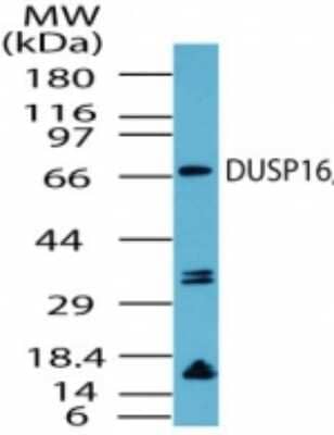 Western Blot DUSP16 Antibody