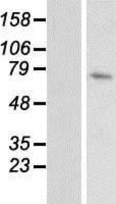 Western Blot DUSP16 Overexpression Lysate