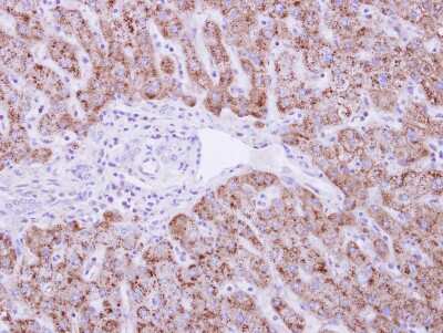Immunohistochemistry-Paraffin DUSP19 Antibody - BSA Free