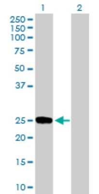 Western Blot: DUSP19 Antibody [H00142679-B01P] - Analysis of DUSP19 expression in transfected 293T cell line by DUSP19 polyclonal antibody.  Lane 1: DUSP19 transfected lysate(23.98 KDa). Lane 2: Non-transfected lysate.