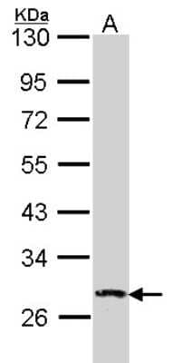 Western Blot: DUSP2 Antibody [NBP2-14934] - Sample (30 ug of whole cell lysate) A: Hela 10% SDS PAGE DUSP2(PAC-1 ) antibody, antibody diluted at 1:1000.