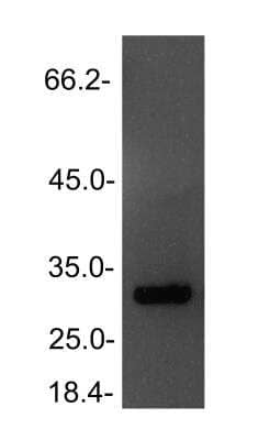 Western Blot: DUSP2 Antibody [NBP2-14934] - analysis of DUSP2 in HeLa cell lysate using anti-DUSP2 antibody. Image submitted by a verified customer review. 