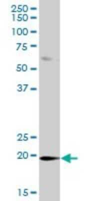 Western Blot DUSP21 Antibody - Azide and BSA Free