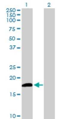 Western Blot DUSP21 Antibody - Azide and BSA Free