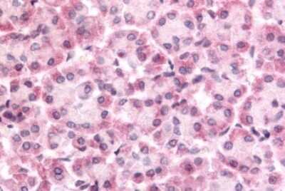 Immunohistochemistry-Paraffin: DUSP22 Antibody [NLS6811] - Anti-DUSP22 antibody IHC of human acinar epithelial cells. Immunohistochemistry of formalin-fixed, paraffin-embedded tissue after heat-induced antigen retrieval.