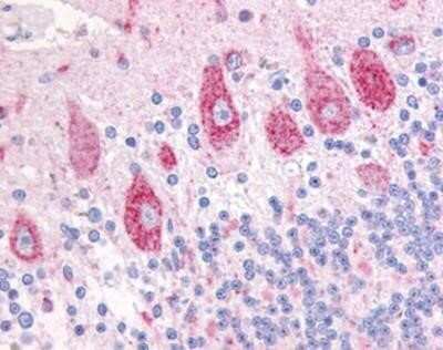Immunohistochemistry-Paraffin: DUSP23 Antibody - BSA Free [NB110-40452] - Analysis of anti-DUSP23 antibody with human brain, cerebellum concentration 10 ug/ml.