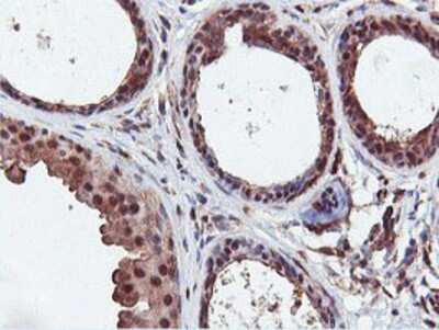 Immunohistochemistry-Paraffin: DUSP23 Antibody (3C10) [NBP2-01507] - Staining of paraffin-embedded Human breast tissue using anti-DUSP23 mouse monoclonal antibody.