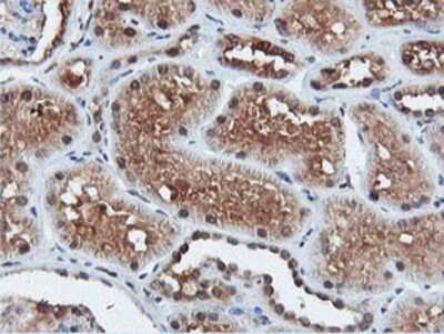 Immunohistochemistry-Paraffin: DUSP23 Antibody (3C10) [NBP2-01507] - Staining of paraffin-embedded Human Kidney tissue using anti-DUSP23 mouse monoclonal antibody.