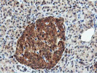 Immunohistochemistry-Paraffin: DUSP23 Antibody (3C10) [NBP2-01507] - Staining of paraffin-embedded Human pancreas tissue using anti-DUSP23 mouse monoclonal antibody.