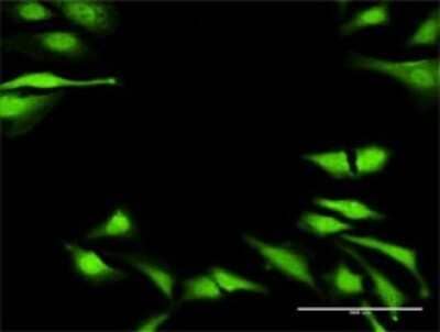 Immunocytochemistry/Immunofluorescence: DUSP23 Antibody [H00054935-D01P] - Analysis of antibody to DUSP23 on HeLa cell. Antibody concentration 20 ug/ml.