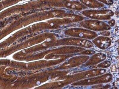 Immunohistochemistry-Paraffin: DUSP23 Antibody [NBP2-16240] - DUSP23 antibody detects DUSP23 protein at cytoplasm in mouse intestine by immunohistochemical analysis. Sample: Paraffin-embedded mouse intestine. DUSP23 antibody diluted at 1:500.