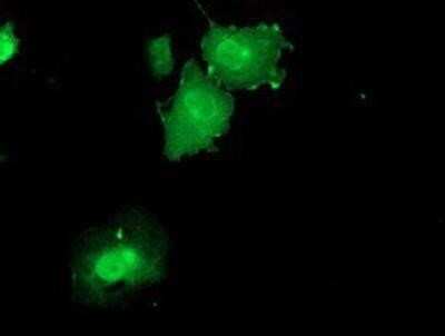 Immunocytochemistry/Immunofluorescence: DUSP23 Antibody (OTI3C10) - Azide and BSA Free [NBP2-71976] - Staining of COS7 cells transiently transfected by pCMV6-ENTRY DUSP23.