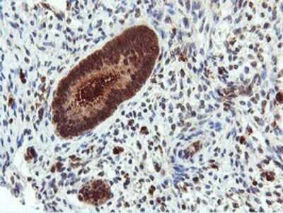 Immunohistochemistry: DUSP23 Antibody (OTI3C10) - Azide and BSA Free [NBP2-71976] - Staining of paraffin-embedded Human endometrium tissue using anti-DUSP23 mouse monoclonal antibody.