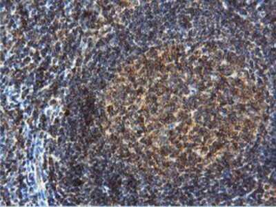 Immunohistochemistry: DUSP23 Antibody (OTI3C10) - Azide and BSA Free [NBP2-71976] - Staining of paraffin-embedded Human tonsil using anti-DUSP23 mouse monoclonal antibody.