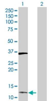 Western Blot: DUSP23 Antibody [H00054935-D01P] - Analysis of DUSP23 expression in transfected 293T cell line by DUSP23 polyclonal antibody.Lane 1: DUSP23 transfected lysate(16.60 KDa).Lane 2: Non-transfected lysate.